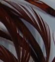 Load image into Gallery viewer, Fowl Material - Goose Biot Stripped