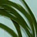 Load image into Gallery viewer, Fowl Material - Goose Biot Stripped