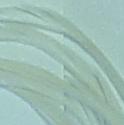 Load image into Gallery viewer, Fowl Material - Goose Biot Stripped