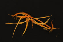 Load image into Gallery viewer, Fowl Material - Goose Biot Stripped