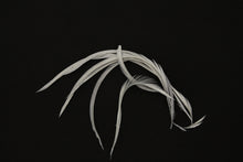 Load image into Gallery viewer, Fowl Material - Goose Biot Stripped