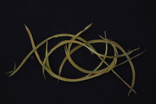Load image into Gallery viewer, Fowl Material - Goose Biot Stripped