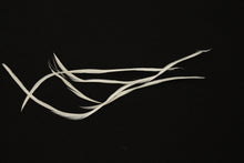 Load image into Gallery viewer, Fowl Material - Goose Biot Stripped